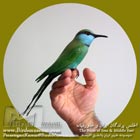 Littel Green-Bee-eater 